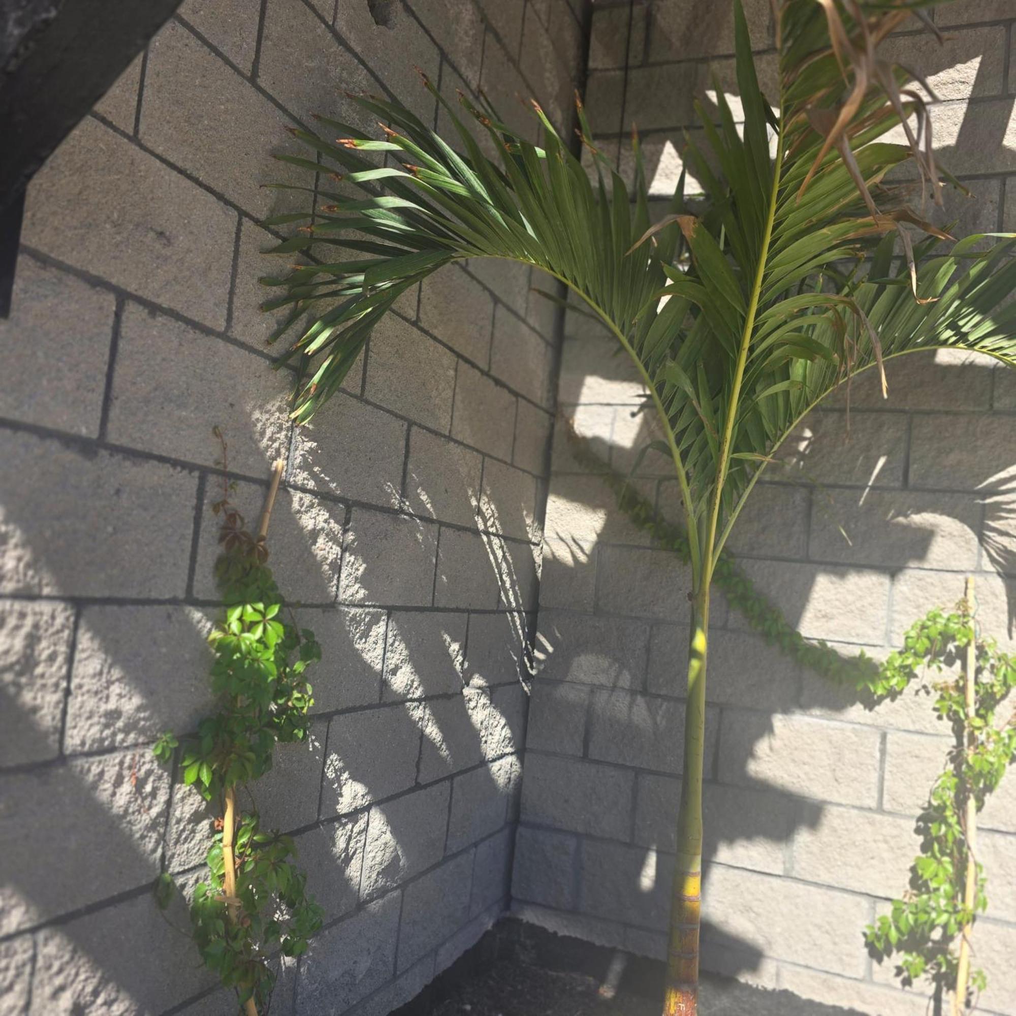פורטו פנאסקו Playas Hotel Suites מראה חיצוני תמונה